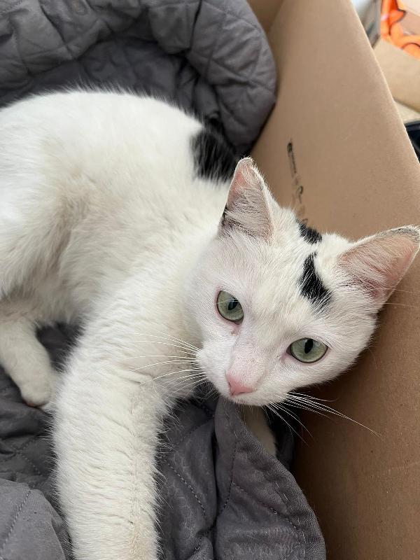 MINETTE, meravigliosa creatura Foto 3